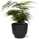 Asparagus Setaceus - Ø12cm - ↕35cm - Mijnplantenshop.nl