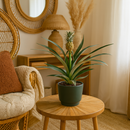 MijnPlantenShop-BromeliaAnanas2