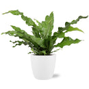 Microsorum Diversifolium - Ø17cm - ↕45cm - Mijnplantenshop.nl