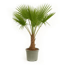 Trachycarpus Fortunei - 180-200 cm - Ø40cm - Mijnplantenshop.nl
