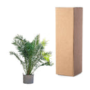 MijnPlantenShop-_Phoenix_Canariensis3