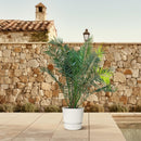 MijnPlantenShop-_Phoenix_Canariensis4