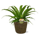 Asplenium Osaka - Ø17cm - ↕40cm - Mijnplantenshop.nl