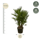 MijnPlantenShop - Chamaerops Humilis multi stam2