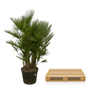 MijnPlantenShop - Chamaerops Humilis multi stam3