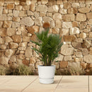 MijnPlantenShop - Chamaerops Humilis multi stam4