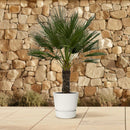 MijnPlantenShop - Chamaerops Humilis op stam4