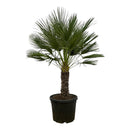 MijnPlantenShop - Chamaerops Humilis op stam
