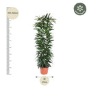 MijnPlantenShop - Ficus Alii King zuil2