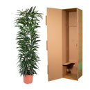 MijnPlantenShop - Ficus Alii King zuil3