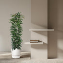MijnPlantenShop - Ficus Alii King zuil4