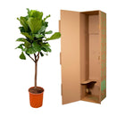 MijnPlantenShop - Ficus Lyrata boom3