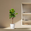 MijnPlantenShop - Ficus Lyrata boom4