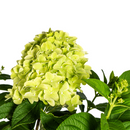 MijnPlantenShop - Hydrangea Paniculata Limelight3