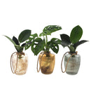 Intenz Mix in Waltz Glas - 3 stuks - Ø7cm - ↕25cm - Mijnplantenshop.nl