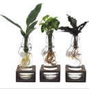 MijnPlantenShop - Intenz Mix in Ann Glas