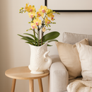 MijnPlantenShop_-_Kolibri_Orchids_met_Fish_sierpot2