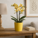 Kolibri Orchids met Fish sierpot
