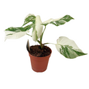 MijnPlantenShop - Monstera Deliciosa Variegata
