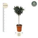 MijnPlantenShop - Nerium Oleander 2