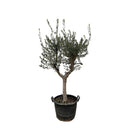 MijnPlantenShop - Olea Europaea Cultivo 1