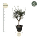 MijnPlantenShop_-_Olea_Europaea_Cultivo_2