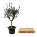 MijnPlantenShop_-_Olea_Europaea_Cultivo_3
