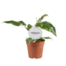 MijnPlantenShop - Philodendron White