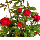 MijnPlantenShop - Rosa Zepeti2