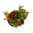 MijnPlantenShop_-_Rosa_Zepeti3