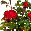 MijnPlantenShop_-_Rosa_Zepeti4