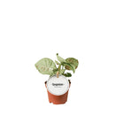 MijnPlantenShop - Syngonium Confetti