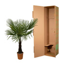 MijnPlantenShop - Trachycarpus Fortuneii3
