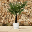 MijnPlantenShop - Trachycarpus Fortuneii4
