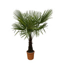 MijnPlantenShop - Trachycarpus Fortuneii