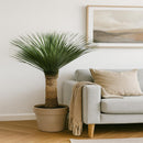 Palmlelie / Yucca Rostrata - 130 - 150 cm - Ø50