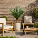 Palmlelie / Yucca Rostrata - 130 - 150 cm - Ø50