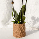 MijnPlantenShop Set van orchidee Bolzano2