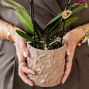 MijnPlantenShop Set van orchidee Bolzano3