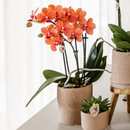 MijnPlantenShop Set van orchidee Bolzano4