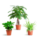MijnPlantenShop_groene_kamerplanten1