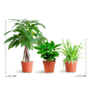 MijnPlantenShop_groene_kamerplanten2