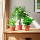 MijnPlantenShop_groene_kamerplanten3