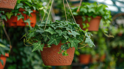 Hangplanten van dit moment