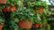 Hangplanten van dit moment