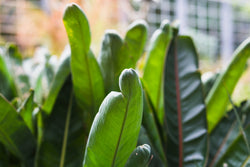De bananenplant: dit is alles wat je moet weten