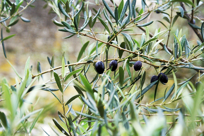 Oleander stekken en verzorgen: alles wat je moet weten
