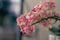 Orchidee stekken: tips en uitleg voor succes