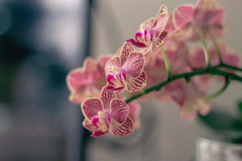 Orchidee stekken: tips en uitleg voor succes