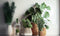 De plantentrends van 2025